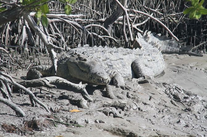 American_crocodile_in_Flamingo,_Florida