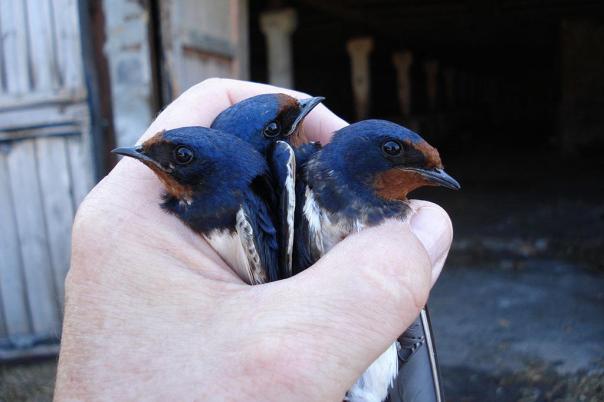 Barn swallows Chernobyl