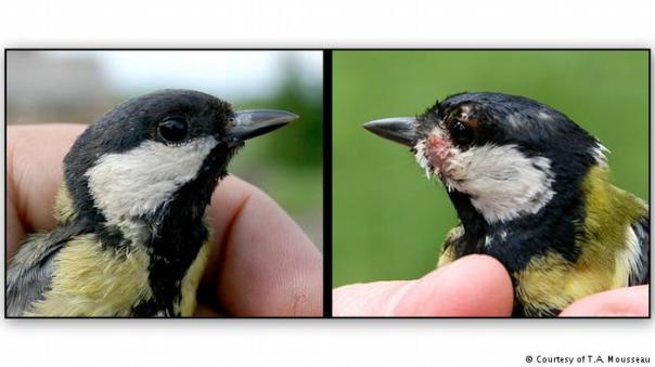 Great Tits Chernobyl