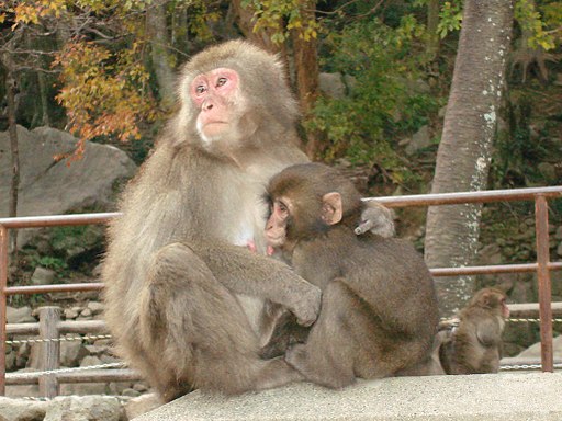 Macaque mother and baby