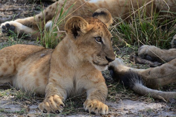 Selous Richard Mortel Flickr