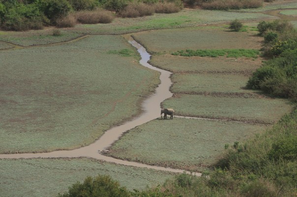 Selous_70,000 down to 30,000