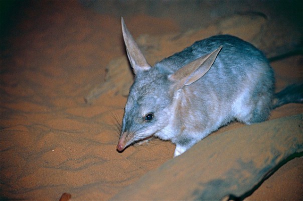 greater Bilby Bernard Dupont Flickr