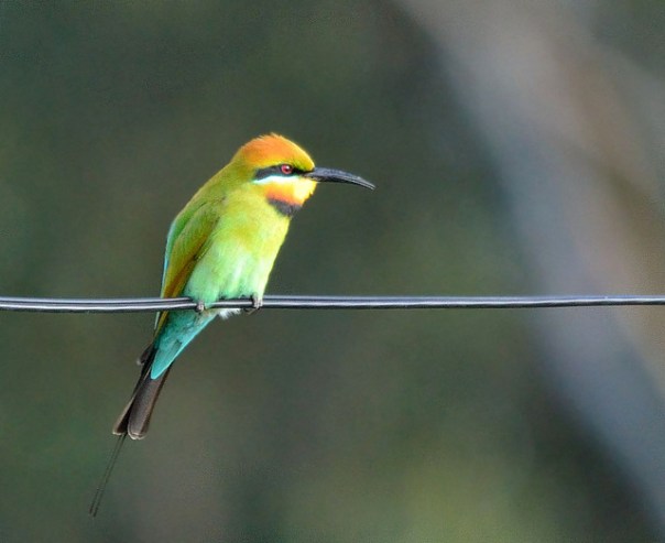 James Niland_RainbowBee Eater Flickr