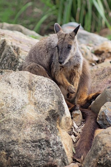 Rock Wallaby Jesper Örtlund