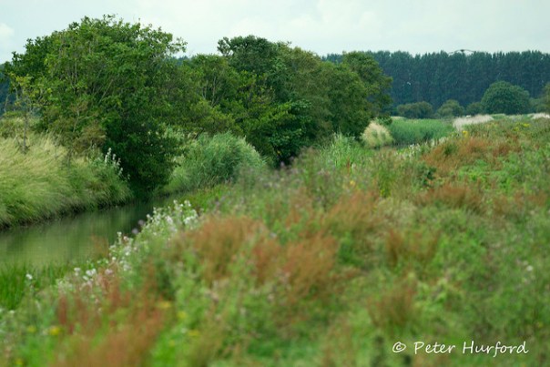 Minsmere
