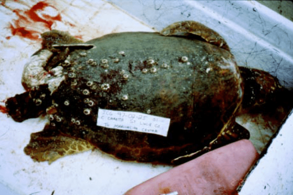 injured loggerhead