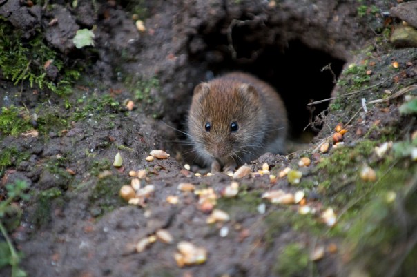 bank vole 3
