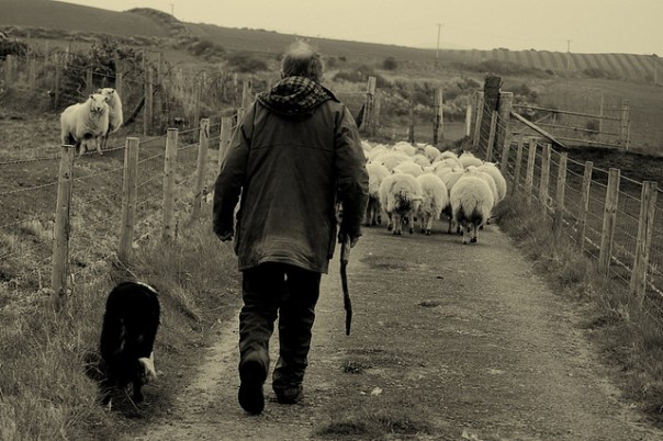 Welsh_sheep_farmer