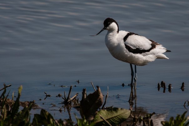 Avocet Minsmere Michael Brace CC