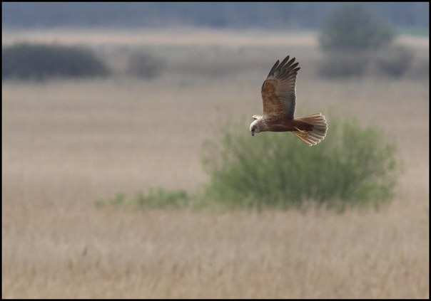 marsh harrier