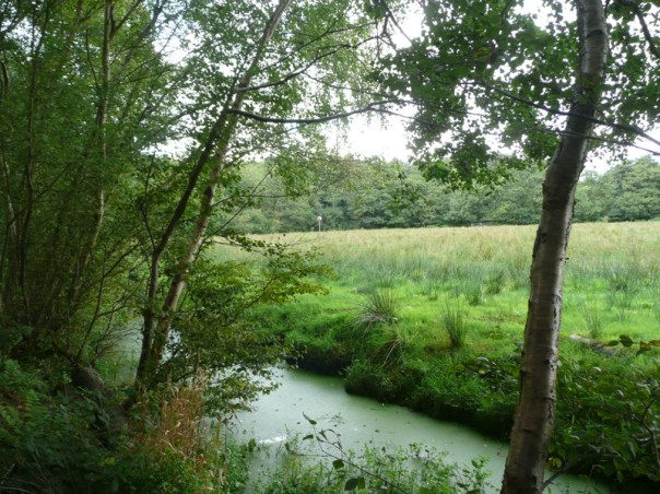 Stream and woods Suffolk