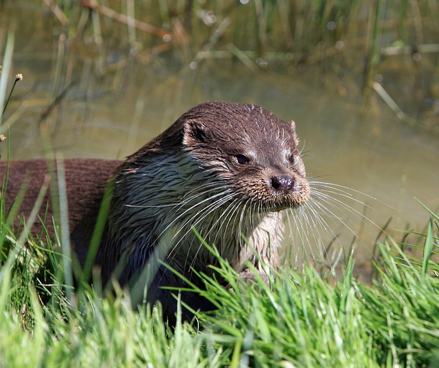 Suffolk Otter